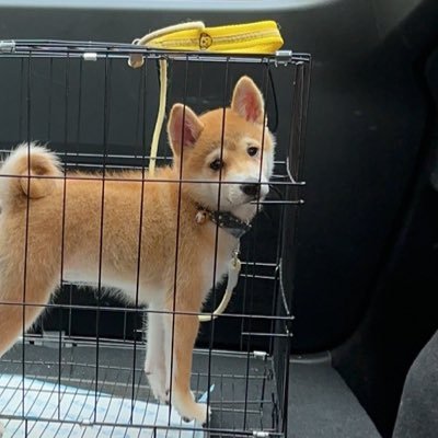 vol_mike's profile picture. 