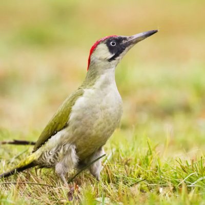 small-investor 
(vogel is een groene specht; pictured bird is a green woodpecker)
History: imperialism, fascism, slavery, colonialism, China, US, Europe