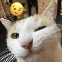 Matthias (@matthias_667) 's Twitter Profile