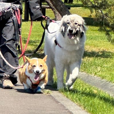 ほぼ犬垢です😆トライカラーのコーギーのベッキー（11歳）とアメリカ系ピレニーズのハル（1歳）の下僕です😇初心者なので何か失礼があったらごめんなさい🙇‍♀️ たまに何かつぶやくと思いますが写真のupなど色々うまく出来ないと思いますので主にフォロワー&無言フォローとコメントだけさせて下さい☺️