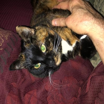 SerenadeInBlue1's profile picture. Loving son💜🙏Married❤️#SaveTheHumans #BeHereNow #AdoptPets 🏳️‍🌈 #NowIsTheGift 🎁#Frank 🧡 business/Motivational speaker/actor #SpreadLightWhileHere 🤟