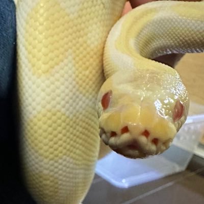 爬虫類専用作りました！ 将来的にボールパイソンの繁殖も視野に入れてます。 🐍ボール×6 コーン×1アオダイショウ×2シマヘビ×1🦎レオパ×2🐸イエアメ×1 🐇ネザー×1🐤ヒメウズラ　日常垢→@Twitch_iorisan