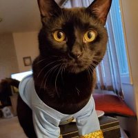 Lincoln 🐈‍⬛(@TheMenaceCat) 's Twitter Profile Photo