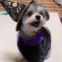 ポメマル🥔 (@pomemarupome69) 's Twitter Profile Photo