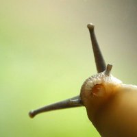 Sea Slug(@thesluggoddess) 's Twitter Profile Photo