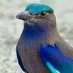 Vimal kumar singh (@johargs) Twitter profile photo Vimal kumar singh (@johargs) Twitter profile photo