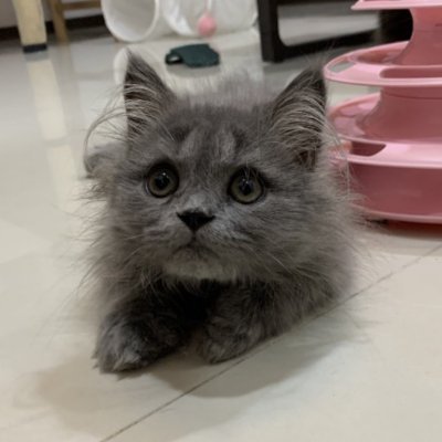 NuhL6p's profile picture. 
