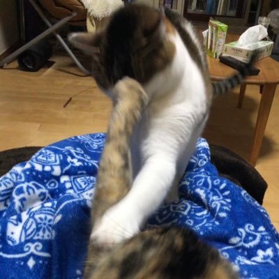 おがきちかさんのプロフィール画像