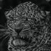 عبد الله (@hillppppp) Twitter profile photo عبد الله (@hillppppp) Twitter profile photo