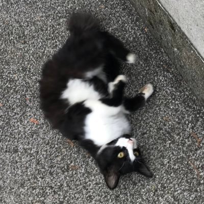 もにたんさんのプロフィール画像