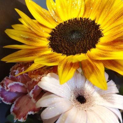 Himawarico2311's profile picture. 3人家族🍨🚸、ハムスター🐹1匹と暮らしてます。