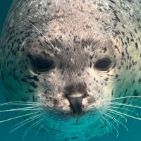 おしりあざらし (@oshiri_seal) 's Twitter Profile
