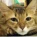 よもぎ猫 (@y18hm9bbel37057) Twitter profile photo よもぎ猫 (@y18hm9bbel37057) Twitter profile photo