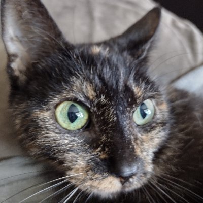 CatsFor59894031 Profile Picture