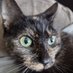 CatsForever (@catsfor59894031) Twitter profile photo CatsForever (@catsfor59894031) Twitter profile photo