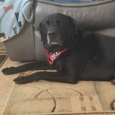 MikeMc2670's profile picture. Car buff, 1st Cav vet, Conservative Rebuplacan. Grandfather with 5 grand kids.