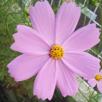 hiakarinake's profile picture. 浜田省吾さんのファン歴今年で39年。今年も省吾さんに会えるのを楽しみにしています。応募ツイート多めなのでご了承ください。それでも仲良くして下さる方、よろしくお願いします。