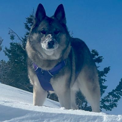 Norwegian Elkhound herder. Ex-sales at JPMorgan and Goldman Sachs. Not found on any reputable twitter lists. Enjoy cycling, skiing, good food and witty tweets