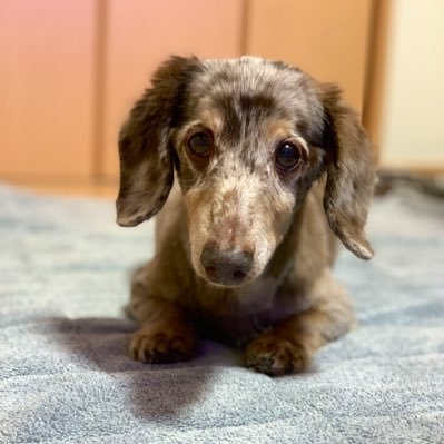 ぷーちょん (@choco4li) / Posts / X