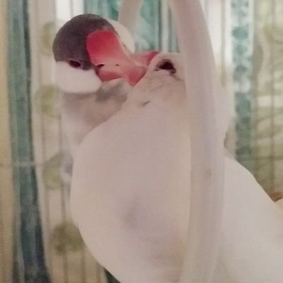 じい様雪くん文鳥&ギャル文鳥かなえの2羽に囲まれた幸せな文鳥生活✨
日々の 平凡な文鳥日記を呟きます…🍀