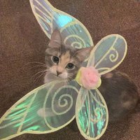 Caca (@chocosorbe) 's Twitter Profile