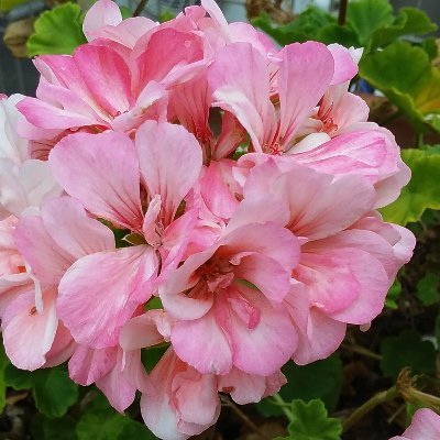 ドライブと
公園等に
お花を観に行くのが
大好きです💖
御縁が有りましたら
宜しくお願い申し上げす🙇
すみませんがDMは
見ませんのでお控え願います🙇