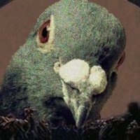 Big Brother Pigeon(@skibbidybeepbop) 's Twitter Profile Photo