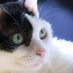 やん猫 (@high_rank_cat) Twitter profile photo やん猫 (@high_rank_cat) Twitter profile photo