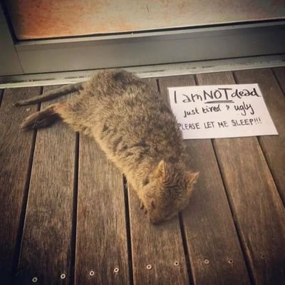 rabbitholer's profile picture. Stabber of things. Fan of the Oxford comma. Trying to do better.
she/her