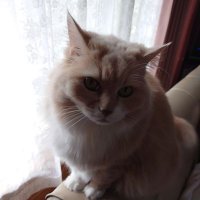 ロベルタ (@rb_sr44) 's Twitter Profile