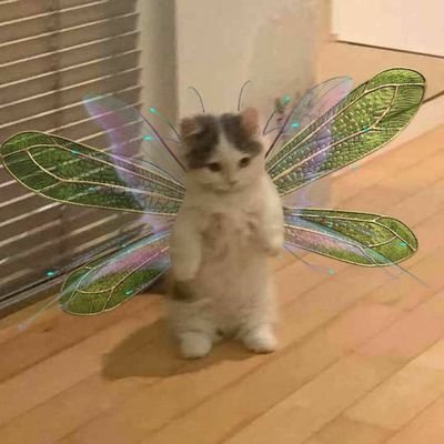 fra 🧚🏻‍♀️ 🦩さんのプロフィール画像