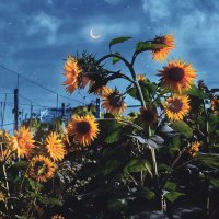 sunflowshine | OPEN GDM AFF (@sunflowcare) 's Twitter Profile Photo sunflowshine | OPEN GDM AFF (@sunflowcare) 's Twitter Profile Photo