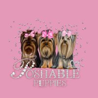 Poshable Puppies Chicago(@poshablepuppies) 's Twitter Profile Photo