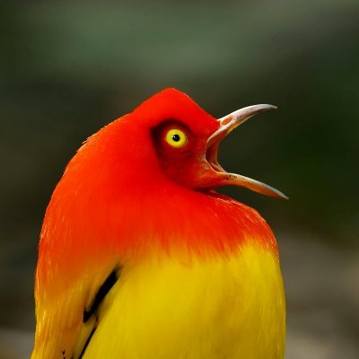 franksbirds Profile Picture