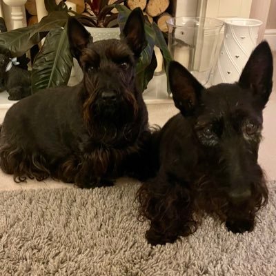 We are much loved and adored, Hugo the Scottish Terrier 🐶💙🐾🐾 and over the rainbow 🌈 🌈bridge Alice and Grace 🐶🐾💙🐶🐾💖