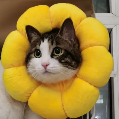 momomomo550493's profile picture. 笑看风云动，回首已半生