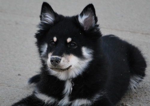 EtudiantVeto's profile picture. L'Étudiant Vétérinaire est un site dédié à ceux s'intéressant au cursus de vétérinaire et à la profession vétérinaire en général !