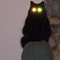 🐈‍⬛Void 😼Minina 🐈‍⬛(@mascaradegata) 's Twitter Profile Photo