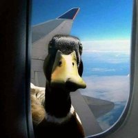 dav9*74 (@v0_d4) 's Twitter Profile
