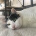 GattaSulTetto (@meowontheroof) Twitter profile photo GattaSulTetto (@meowontheroof) Twitter profile photo