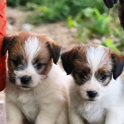 The puppies club⭐️ 09/07/2023🎂 Jack Russell Terrier mix 🐶 Boston, MA📍