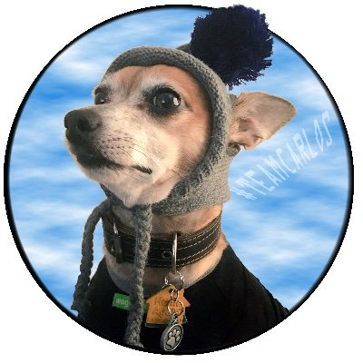 CarlosBDog's profile picture. Chihuahua, Model, Actor, Anarchist, Complicated dude, Beloved Son, CarlosBDog on all socials! 
@spilledbagofice is my dad. 
I have MERCH!
#DogsofTwitter