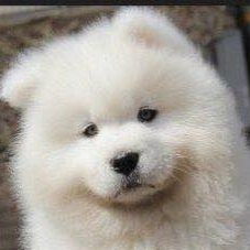 หมาวิ่งตามรถさんのプロフィール画像