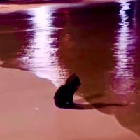 negus (@jasonintrator) 's Twitter Profile