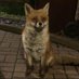 1936Uncle_fox🦊🚬 (@1936uncle_fox) Twitter profile photo 1936Uncle_fox🦊🚬 (@1936uncle_fox) Twitter profile photo