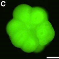 BrainRepairLab (Dr. Isaac Chen Lab) (@brainrepairlab) 's Twitter Profile