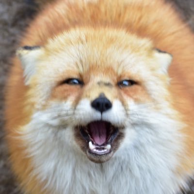 foxesdofly Profile Picture