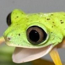 RandomFullbring's profile picture. Random Guy with a frog profile picture who watches anime and cracks dumb jokes