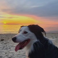 Christo Kan (Blue Tick) (@kanchristo) 's Twitter Profile