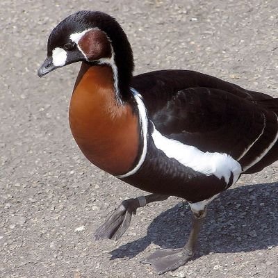 DoctorBrant's profile picture. Historian: EM meteorology & climate, and/or transatlantic science; old pieces of paper; & old NYC. Treasurer: ICHM. 2010 ASECS Irish-American Fellow. Opinions?